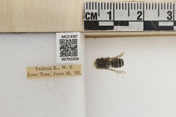 Media type: image;   Entomology 791039 Aspect: Labels